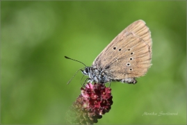 <p>MODRÁSEK BAHENNÍ (Maculinea nausithous) ---- /Dusky large blue - Dunkler Wiesenknopf-Ameisenbläuling/</p>